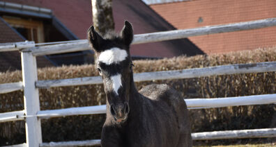 The first foal of the year 2024 is here