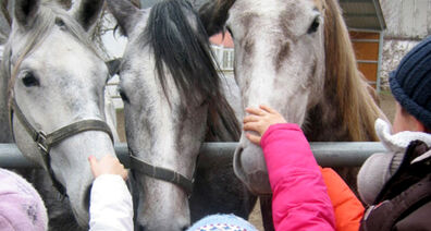 Weihnachten im Lipizzanergestüt Piber