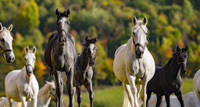 Herbst im Lipizzanergestüt und Kletterpark Piber