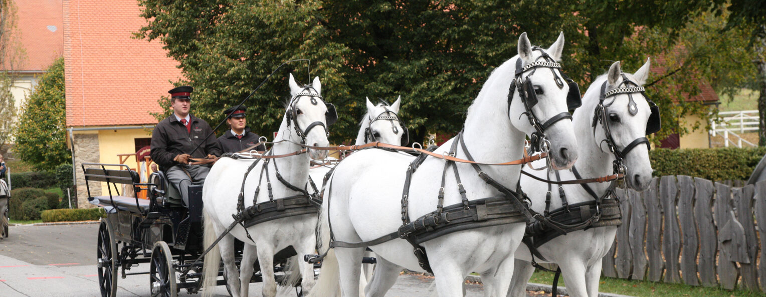 Tourism Carriage Rides